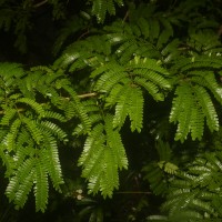 Senegalia caesia (L.) Maslin, Seigler & Ebinger